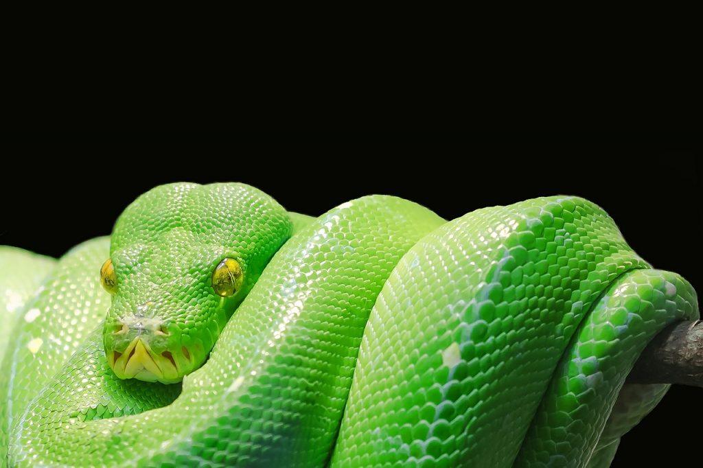 Qual o significado de sonhar com cobra verde?