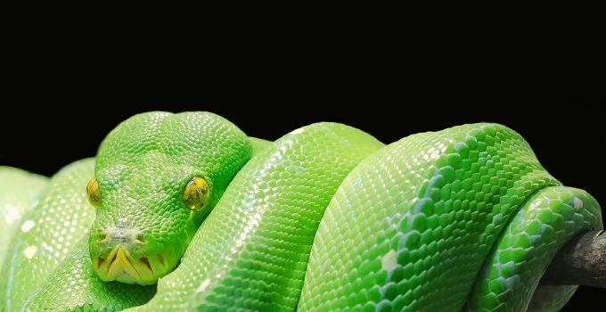 Qual o significado de sonhar com cobra verde?