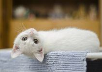 Qual o significado de sonhar com gato branco?