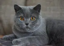 Qual o significado de sonhar com gato cinza?