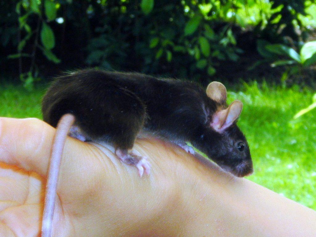 Qual o significado de sonhar com rato preto?
