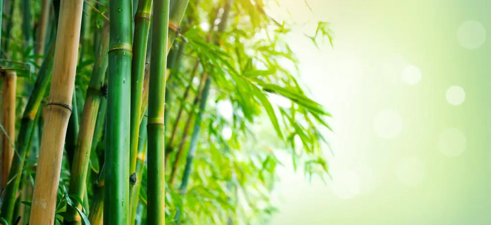 origem do bambu da sorte