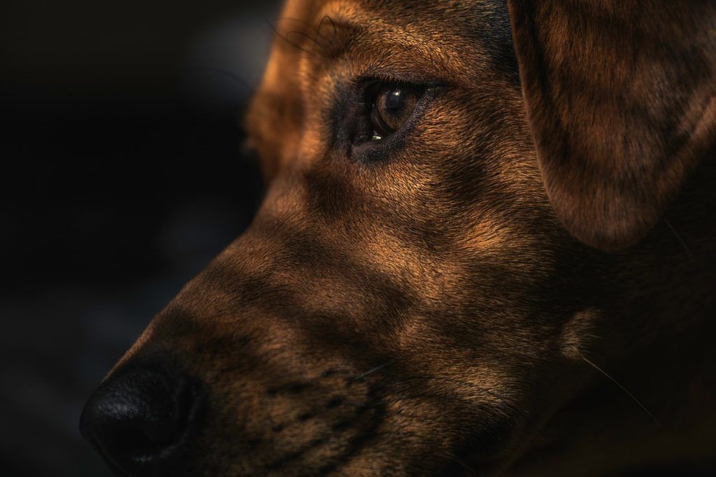 Qual o significado de sonhar com cachorro marrom?