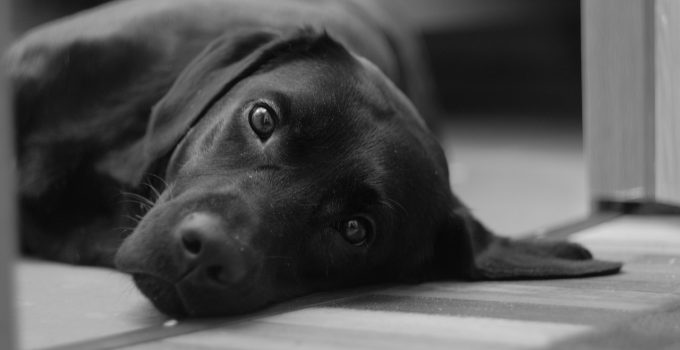 Qual o significado de sonhar com cachorro preto?