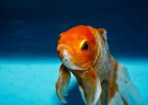 Qual o significado de sonhar com peixe dourado?